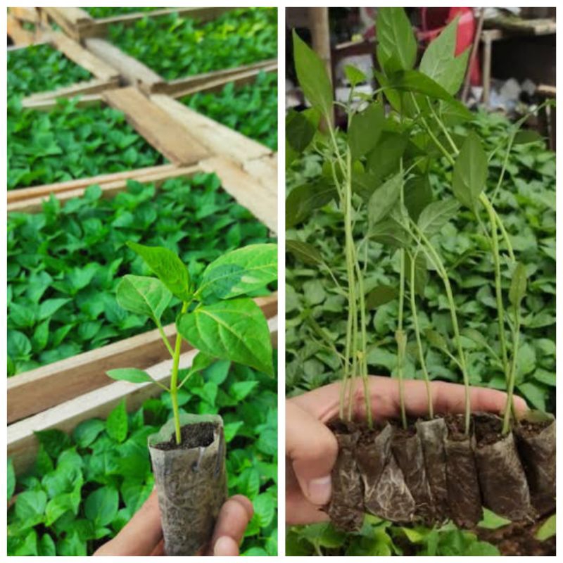 

TAMAN ORGANIK- PAKET BIBIT SIAP TANAM 5 CABAI RAWIT dan 5 CABAI KERITING