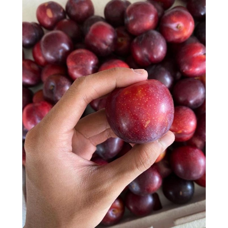 

Buah Plum /Buah Segar