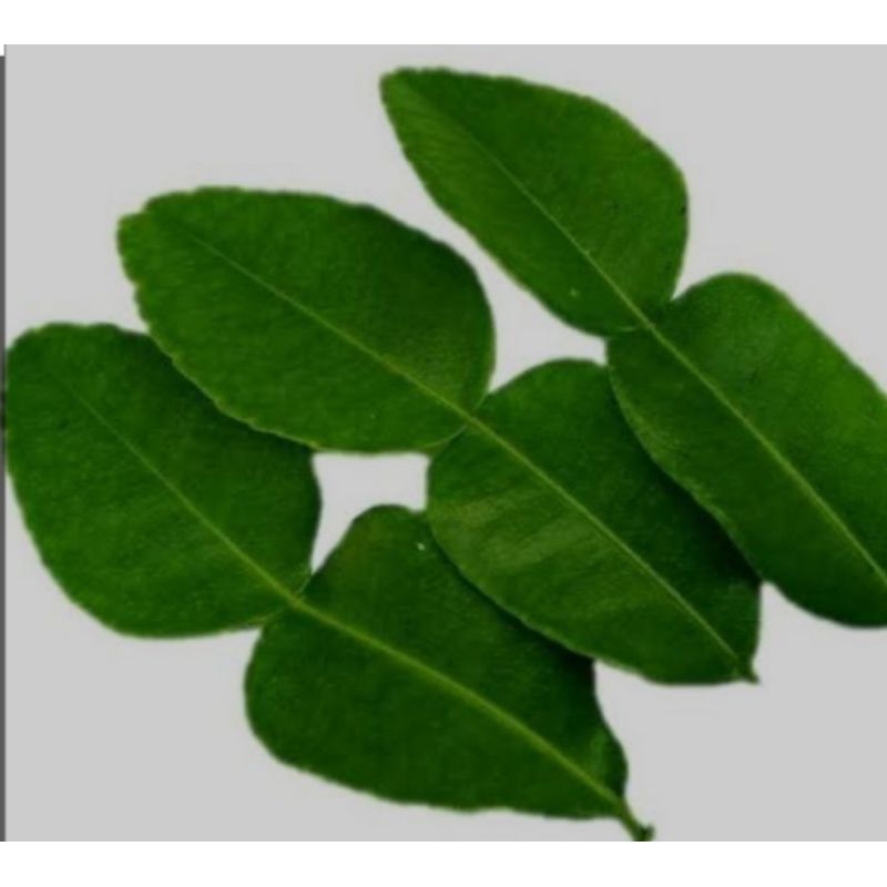 

Daun Jeruk Purut Untuk Bumbu Masak Daun Fresh