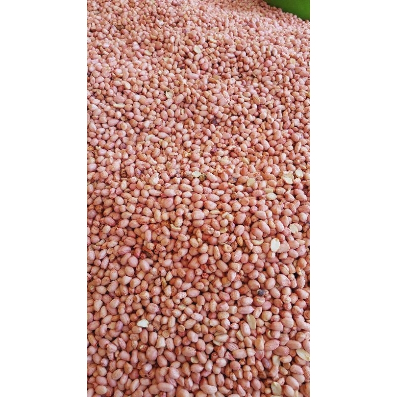 

KACANG LOKAL PREMIUM 1KG (DARI PETANI LANGSUNG)