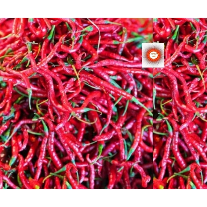 

Promo Cabe keriting 1kg fresh