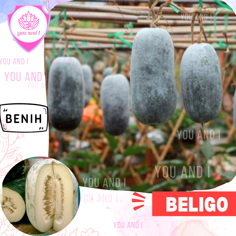 Benih BELIGO - Biji Buah Baligo Kundur