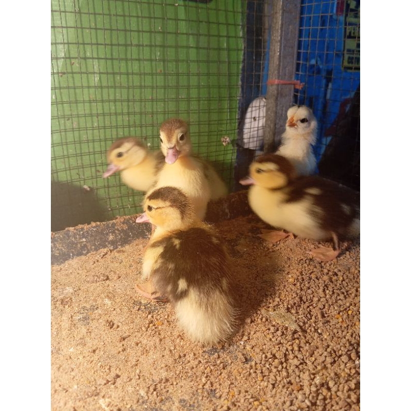 ANAK ENTOG - PELIHARAAN LUCU - KHUSUS BANDUNG