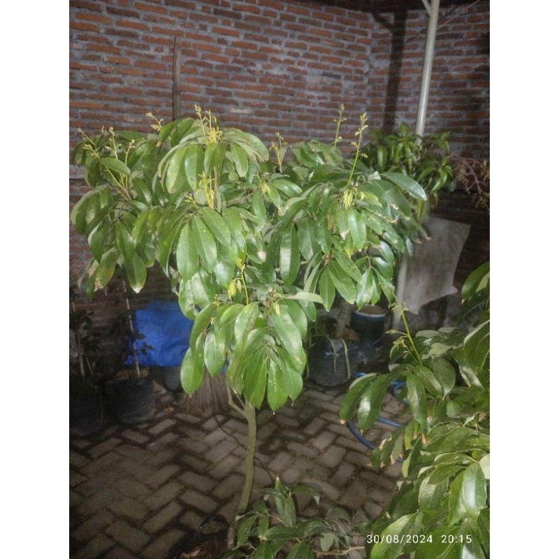 bibit Leci Merah Indukan Berbunga