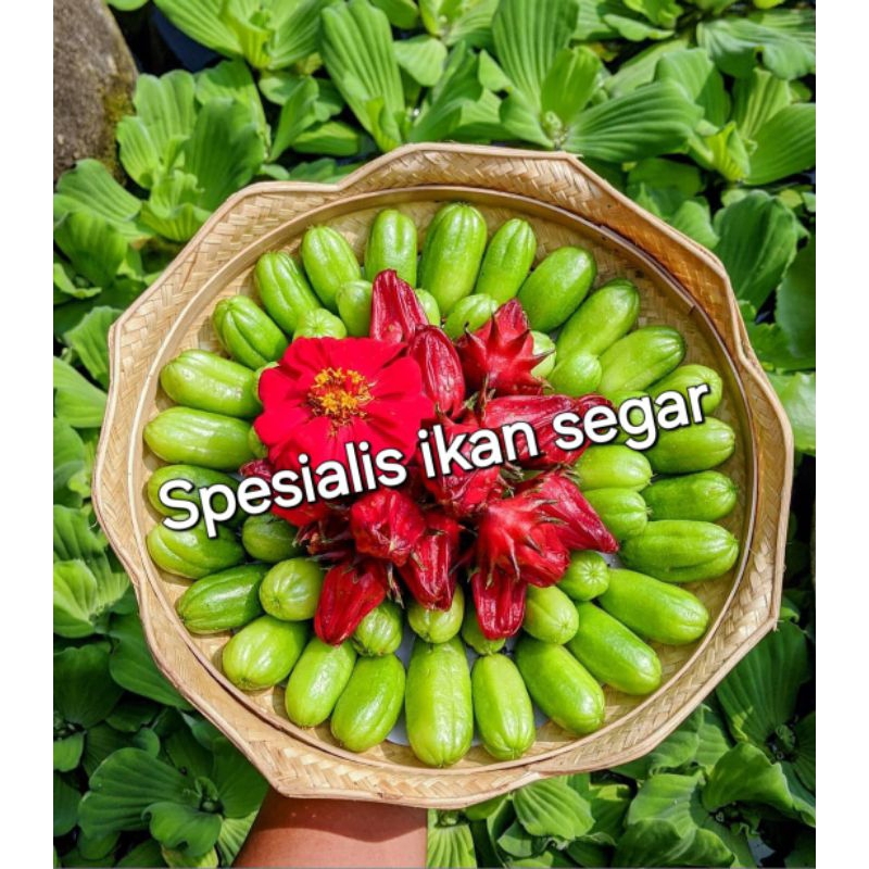 

Belimbing wuluh segar berkualitas - 250 Gram