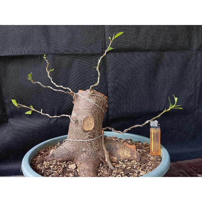 Bahan Bonsai Iprik ficus retusa - REAL PICT