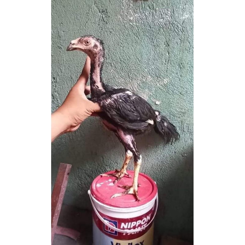 Ayam Bangkok Klasik