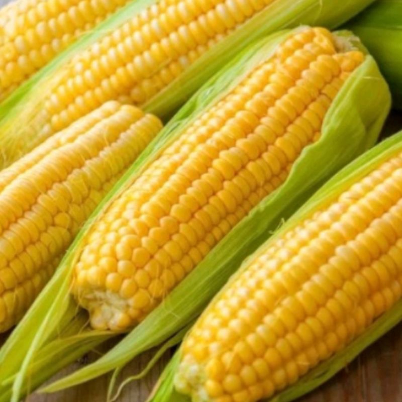 

jagung