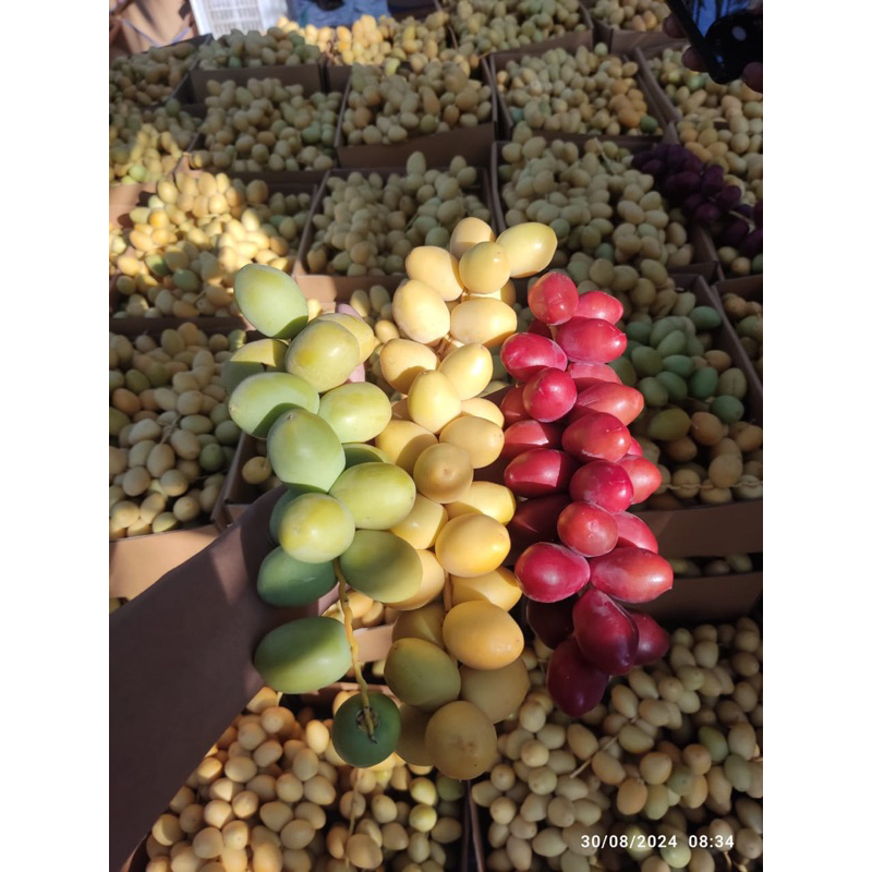 

KURMA MUDA BARHEE PREMIUM PO READY TGL 9 SEPT