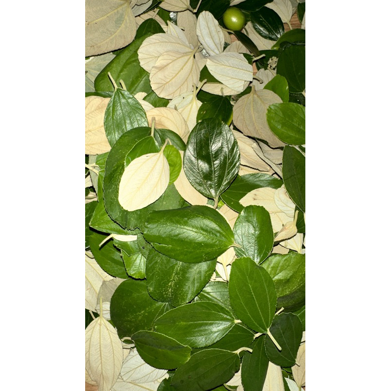 

daun bidara arab segar 100 lembar