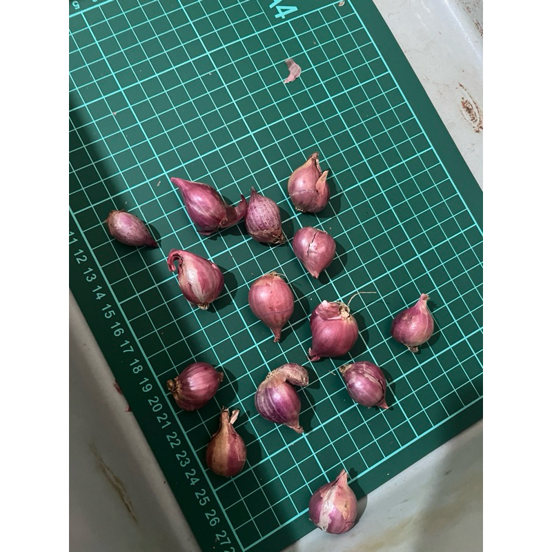 

2. Bawang Merah Tanggung Kecil 5 kg