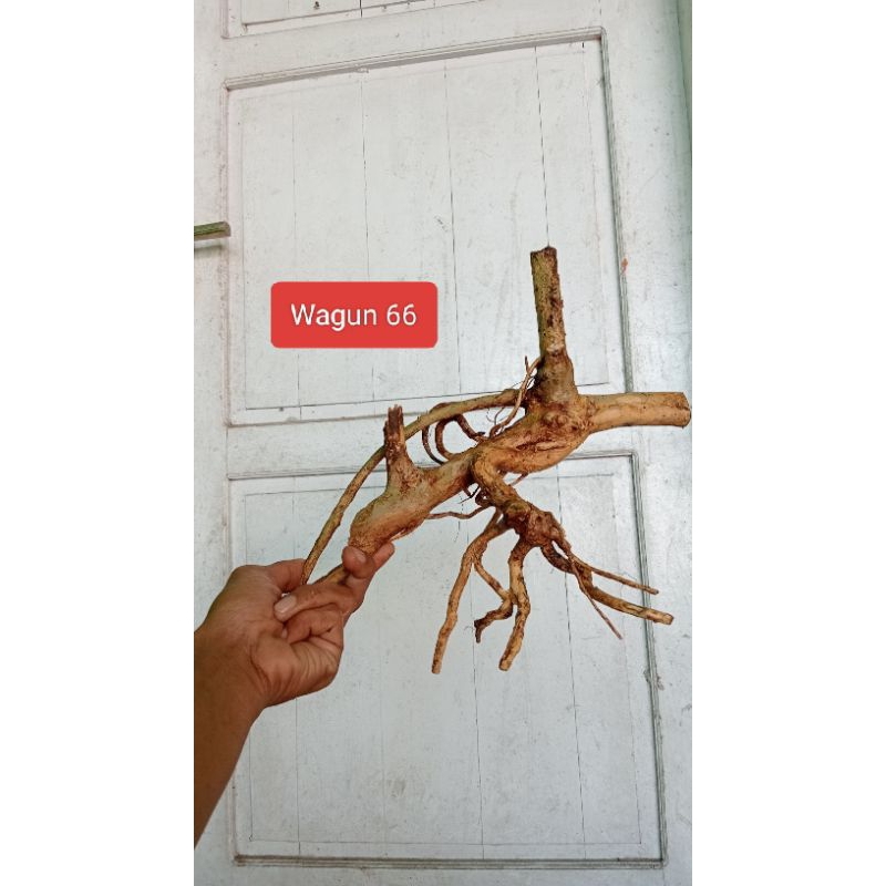 Bahan Bonsai Wahong Gunung Realpict 32