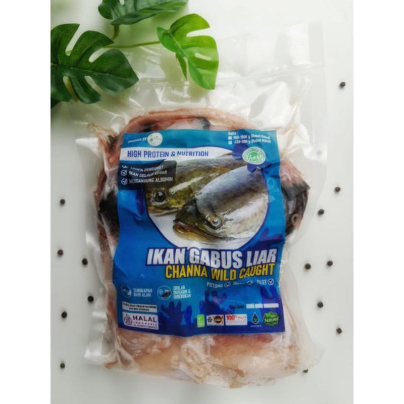 

IKAN GABUS LIAR siap olah (sudah bersih) @pureorganik varian potong dan fillet HALA