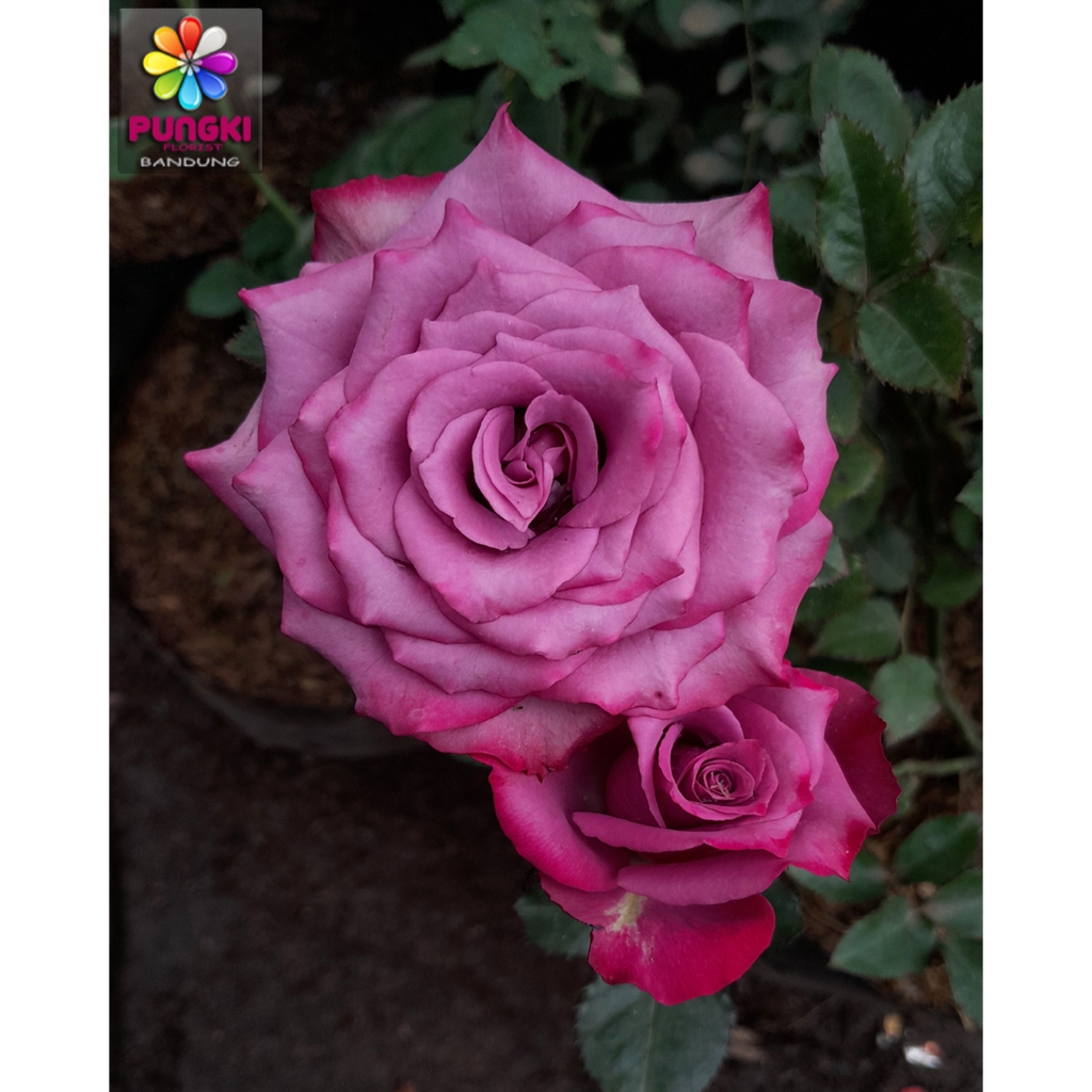 Tanaman Mawar Hidup Claude Brasseur - Mawar Import