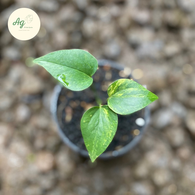 anthurium corong varigata