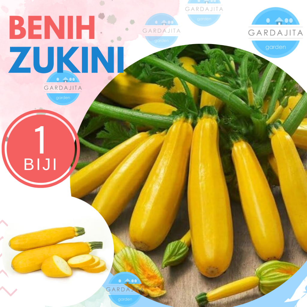 Benih ZUCCHINI YELLOW Zukini Cherub Biji Bibit Sayur