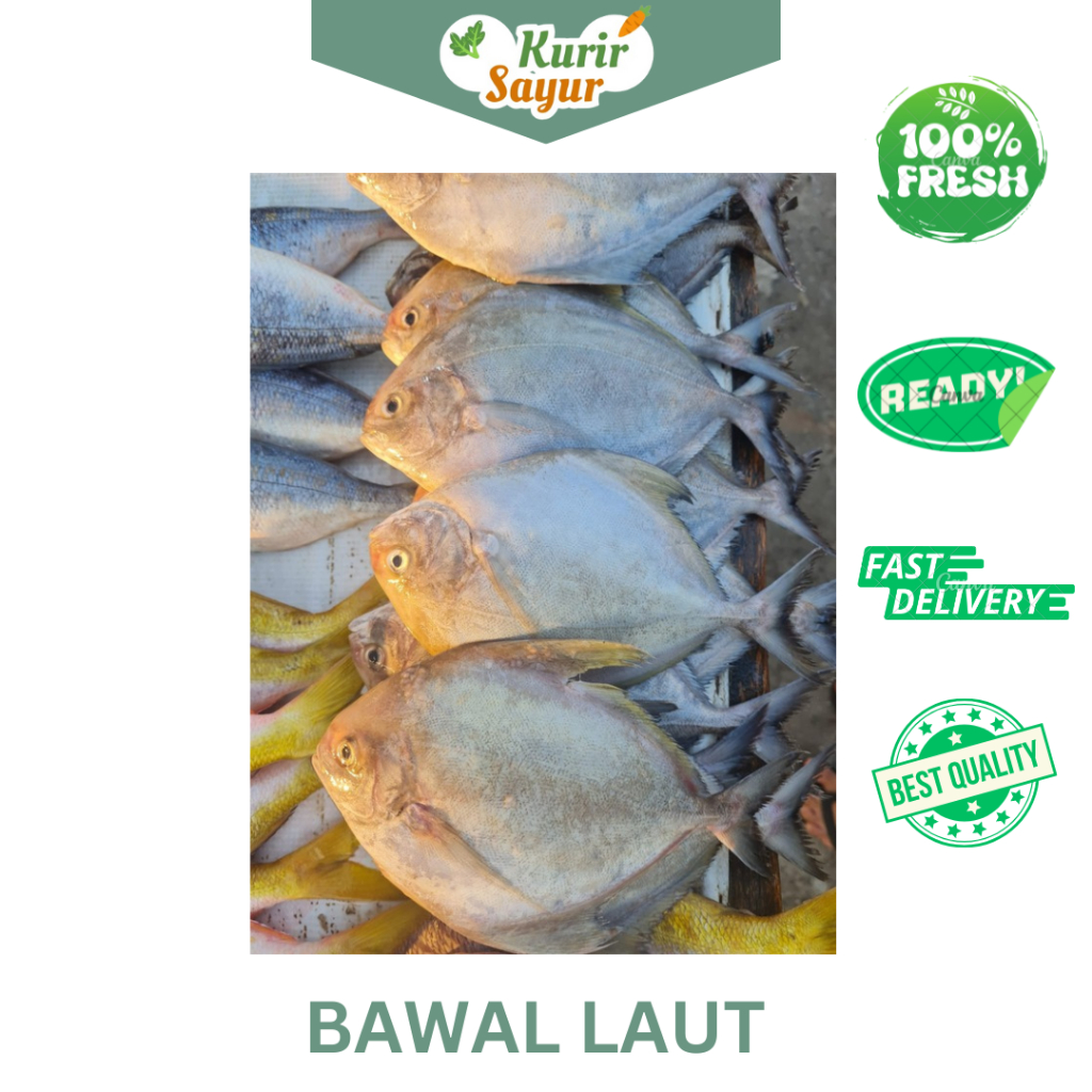 

KURIR SAYUR - IKAN BAWAL AIR LAUT SEGAR 500GR (VACUM)