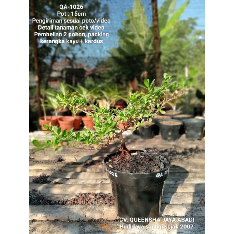 QA-1026, Bahan bonsai santigi mawar super semai biji