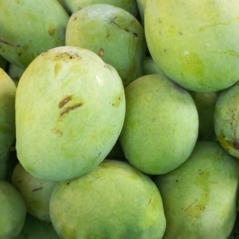 

Mangga Indramayu 1KG