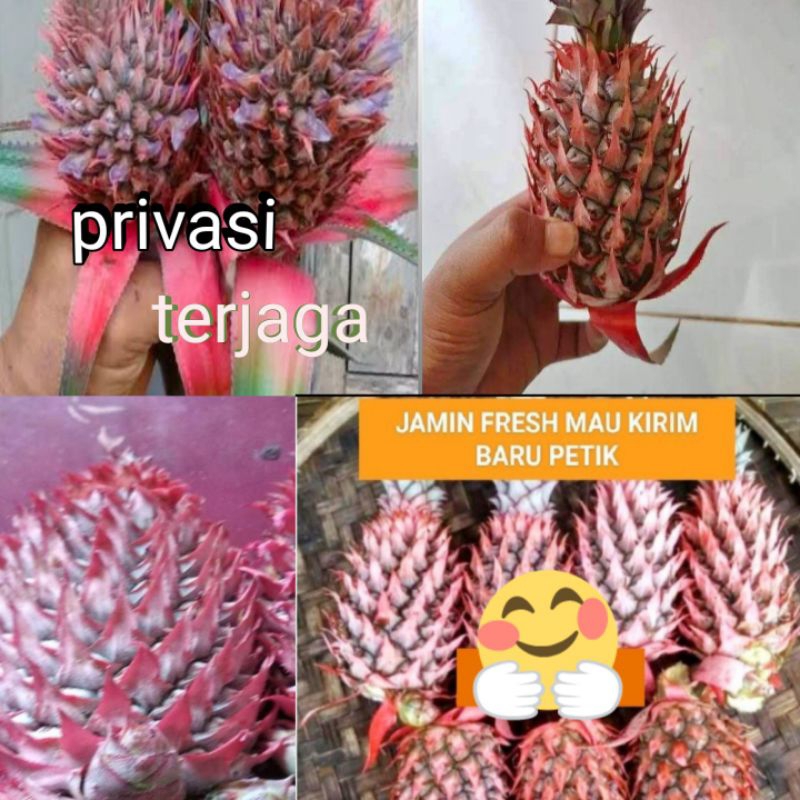 

buah nanas muda segar orderan masuk baru petik langsung kupas