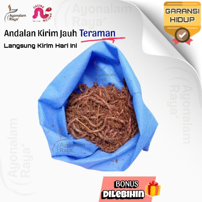 Cacing Tanah Merah ANC 1Kg BERGARANSI