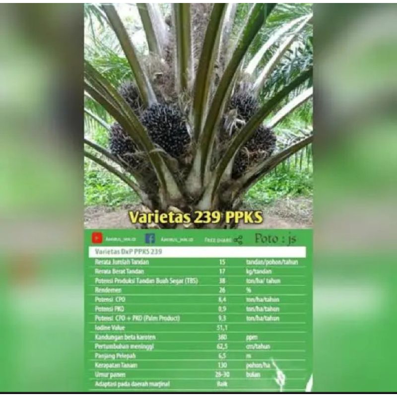 Bibit Benih Polong sawit PPKS DXP 239 ASLI BER SERTIFIKAT