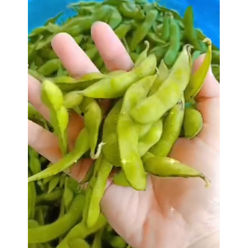 Edamame 1kg mentah