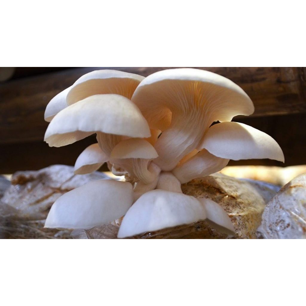 

Jamur tiram putih segar area bandung cimahi