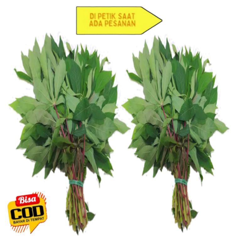 

DAUN SINGKONG SEGAR PER IKAT ENAK BUAT LALAPAN DI PETIK KALAU ADA YANG PESAN