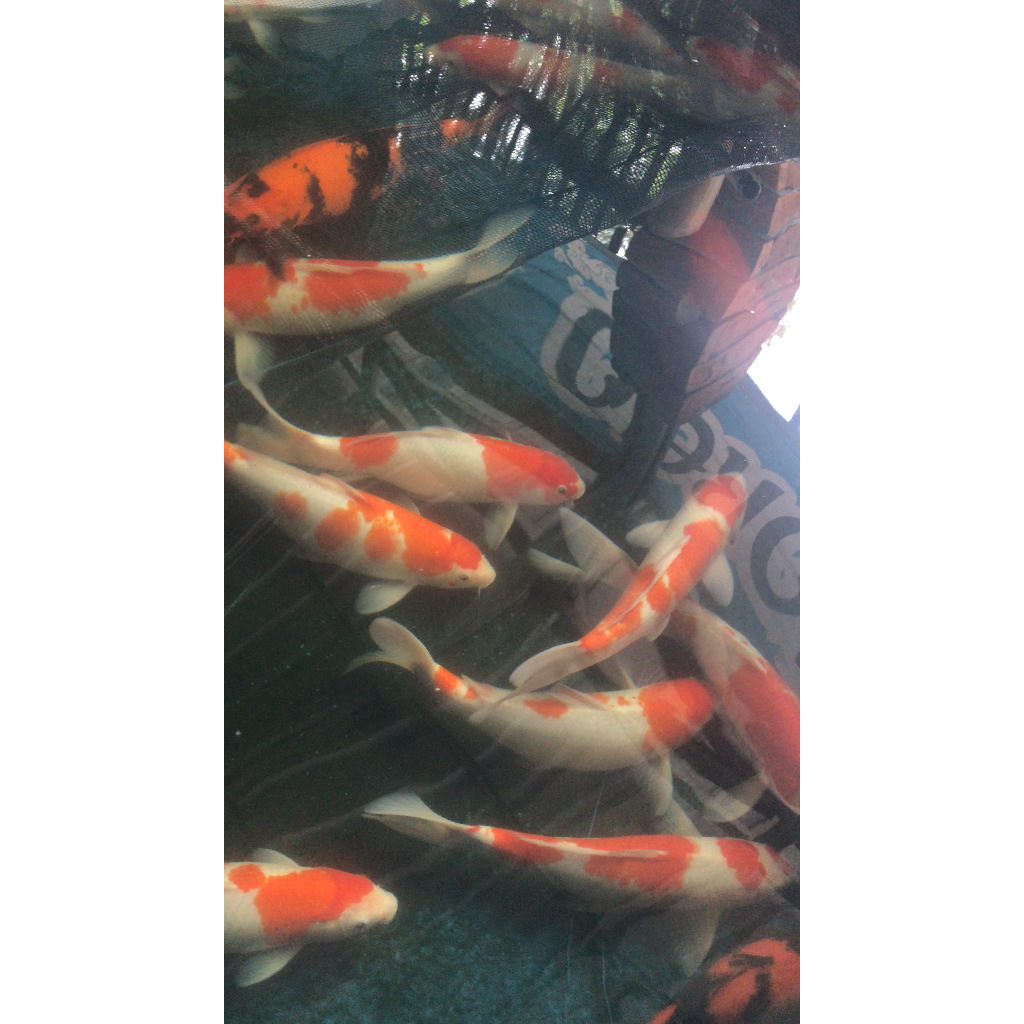 ( 3 pcs ) Ikan Hias Koi Kohaku Warna Putih Bercak Merah Aquarium Fish Hiasan Aquarium Cantik Ukuran 