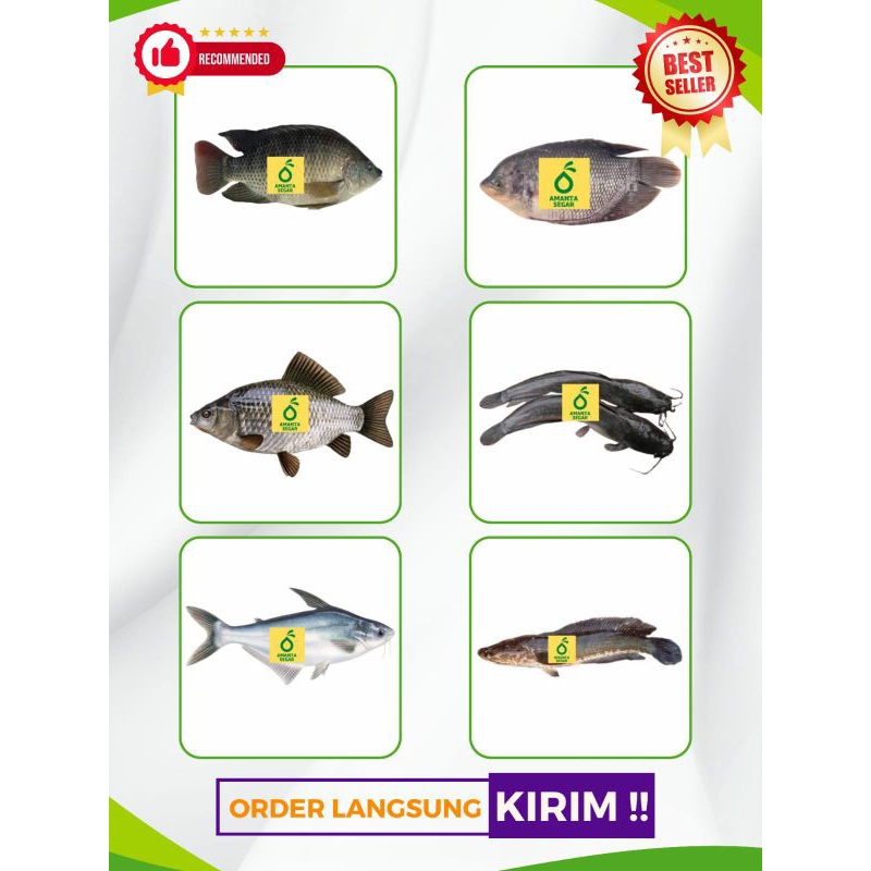 

Ikan Air Tawar Ikan Segar Bogor Ikan Gabus Ikan Mas Ikan Patin Ikan Gurame Ikan Belut Ikan Nila Ikan Bawal Ikan Bandeng Segar Order Langsung Kirim