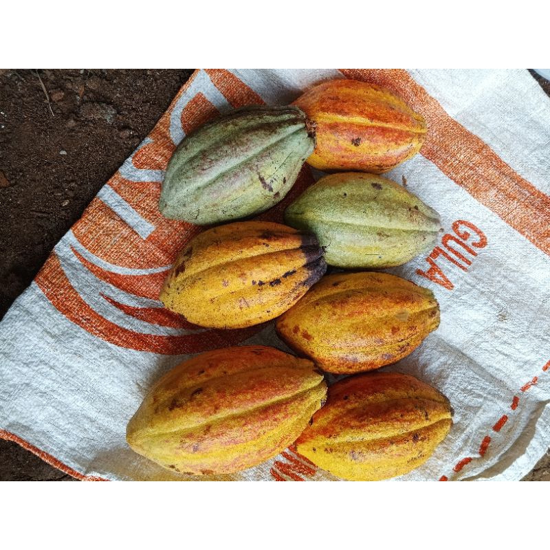 

buah coklat atau buah kakao