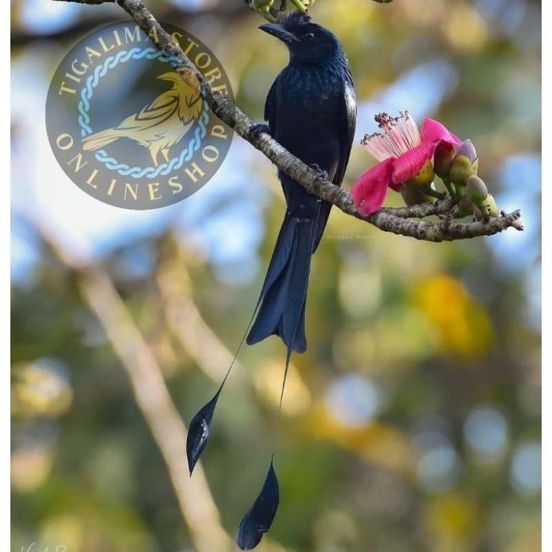 SRIGUNTING KRANTIL ANTENA