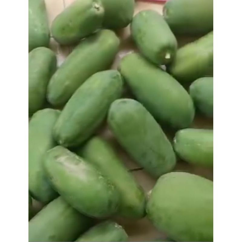 

pepaya california dari kebun sendiri