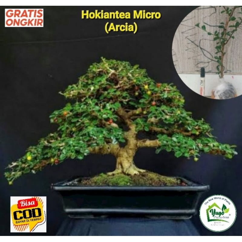 Hokiantea Micro Bahan Bonsai Hokianti mikro Hoki buah
