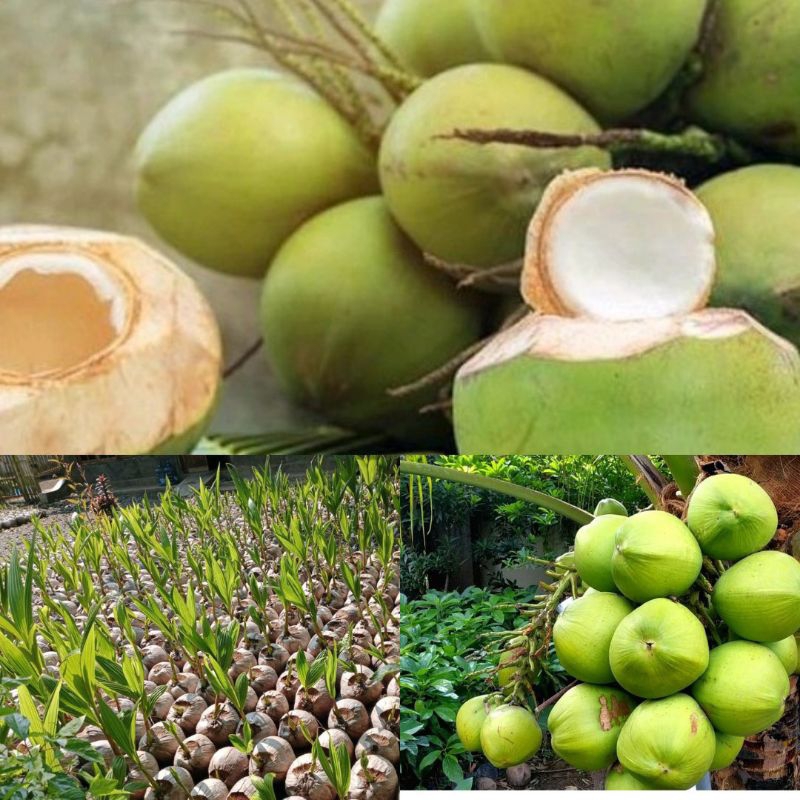 Kelapa Pohon Kelapa Hibrida, Pohon Kelapa Hijau