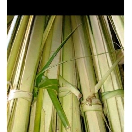 

Daun klapa muda sgar 30 pcs janur bungkus ktupat
