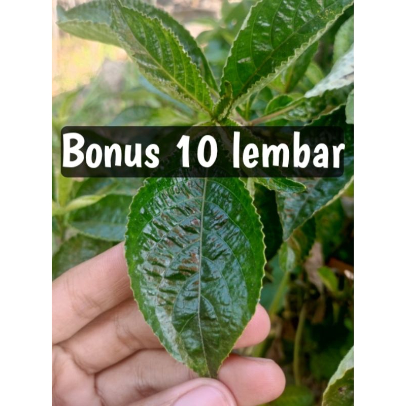 

DAUN KEJI BELING /PECAH BELING SEGAR PRESH PETIK LANGSUNG SAAT DI PESAN