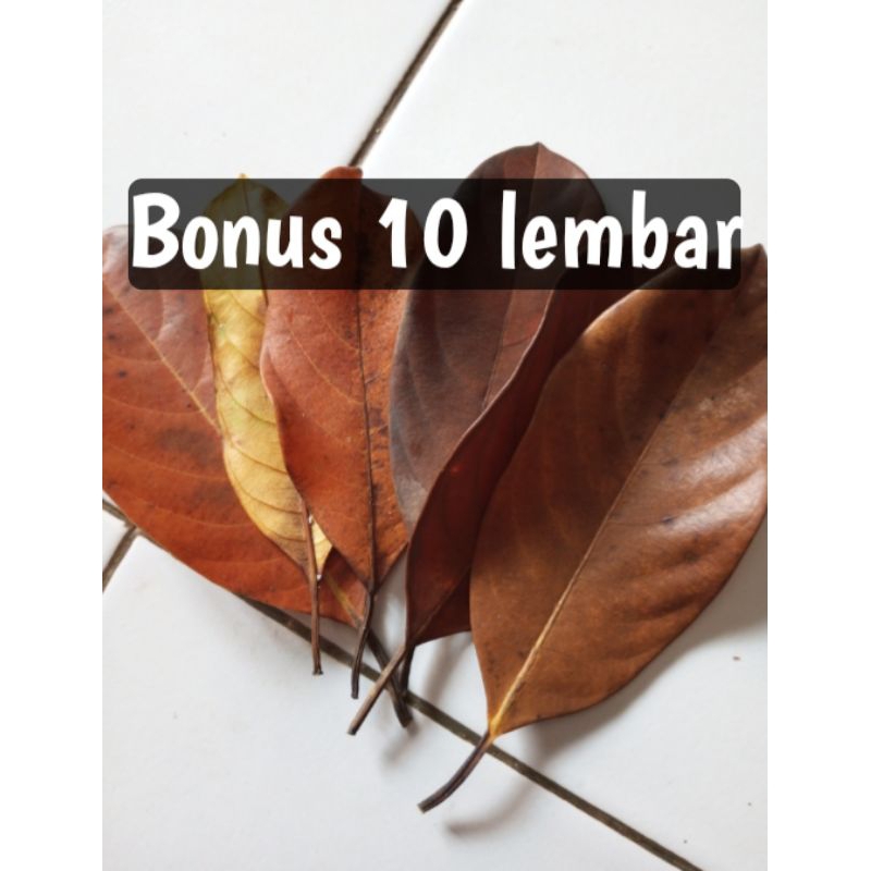 

Daun nangka kering 32 lembar kualitas alami untuk prakarya