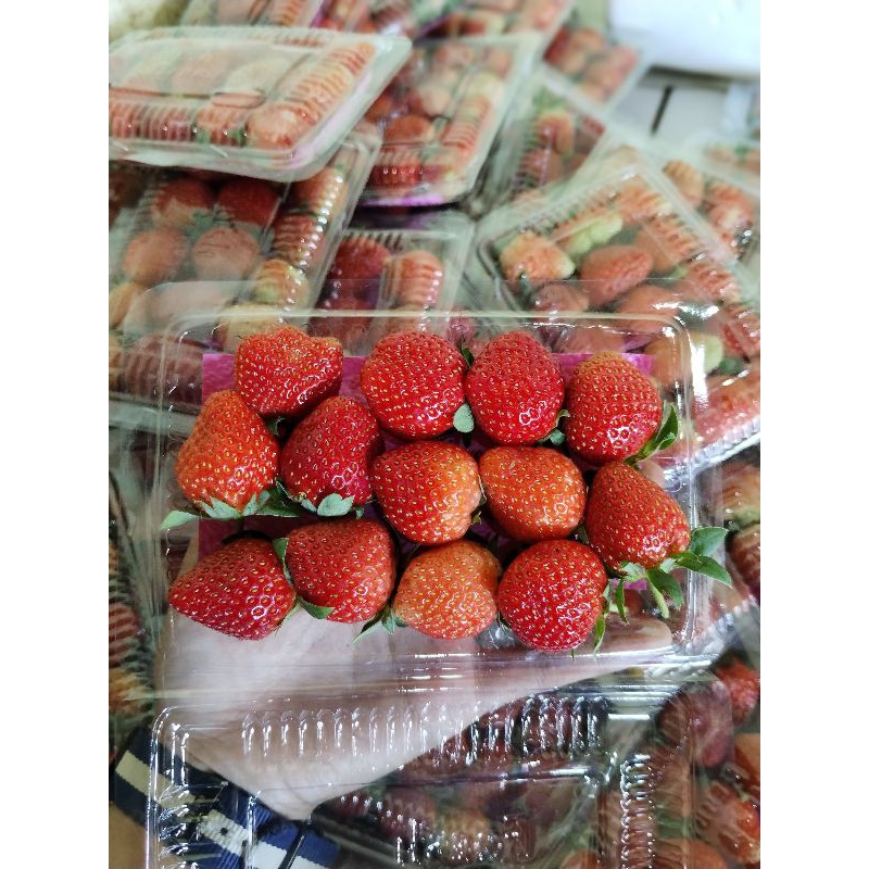 

Strawberry Fresh Medium