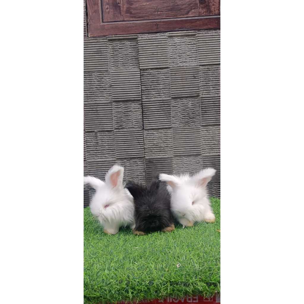 KELINCI ENGLISH ANGGORA / KELINCI MURAH / KELINCI