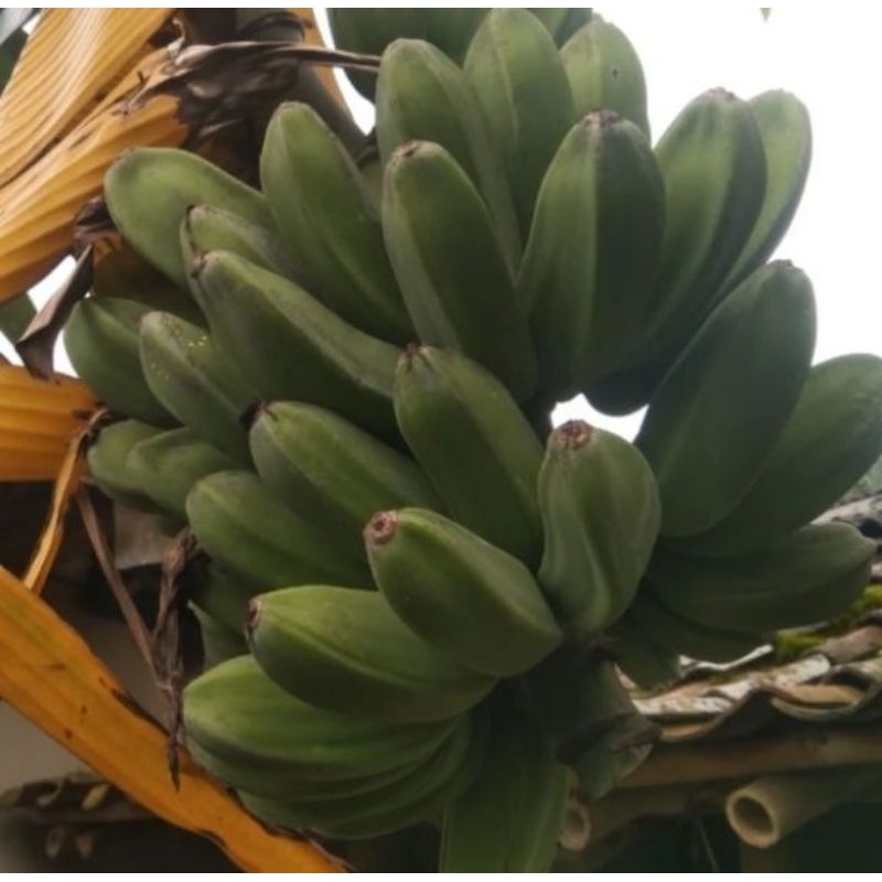 

pisang kepok mentah satu sisir