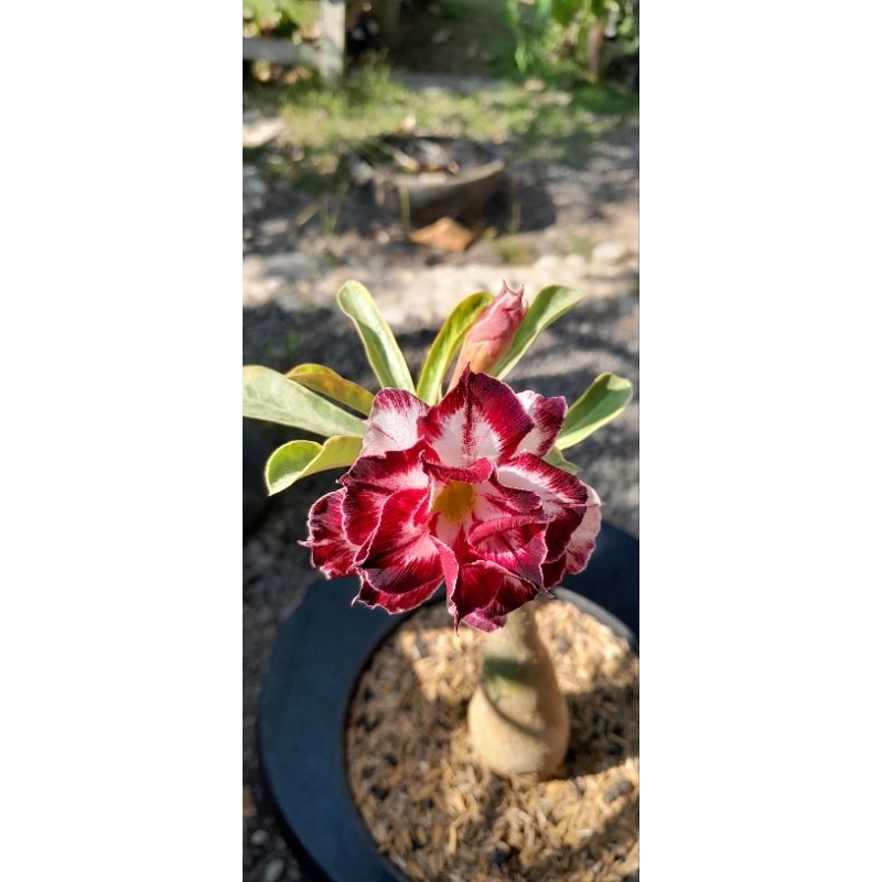 ADENIUM VARIGATA YELLOW ID. SCATTER BUNGA TUMPUK