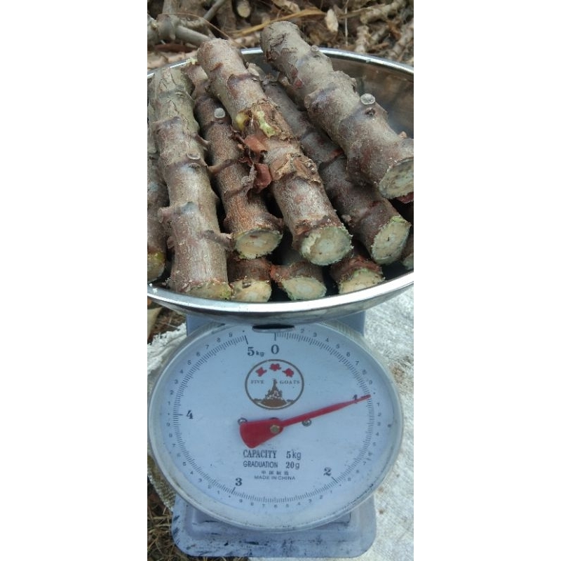 Bibit singkong | Bibit ketela pohon aspro Bibit tanaman ketela