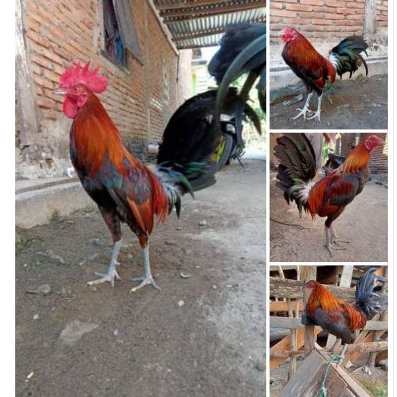 

Telur Ayam Fhilipin Hanya Untuk Ditetaskan