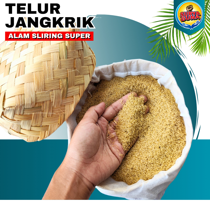 Jual Bibit Jangkrik Jogja Telur jangkrik alam cliring