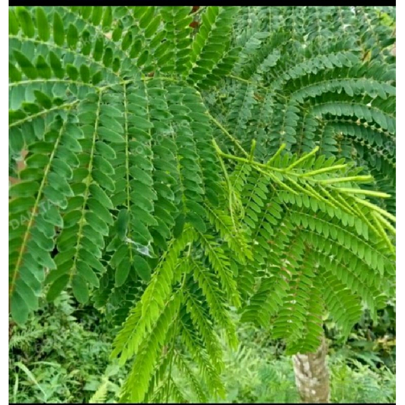 

promo 500gram daun herbal lantoro/petecina alami fress