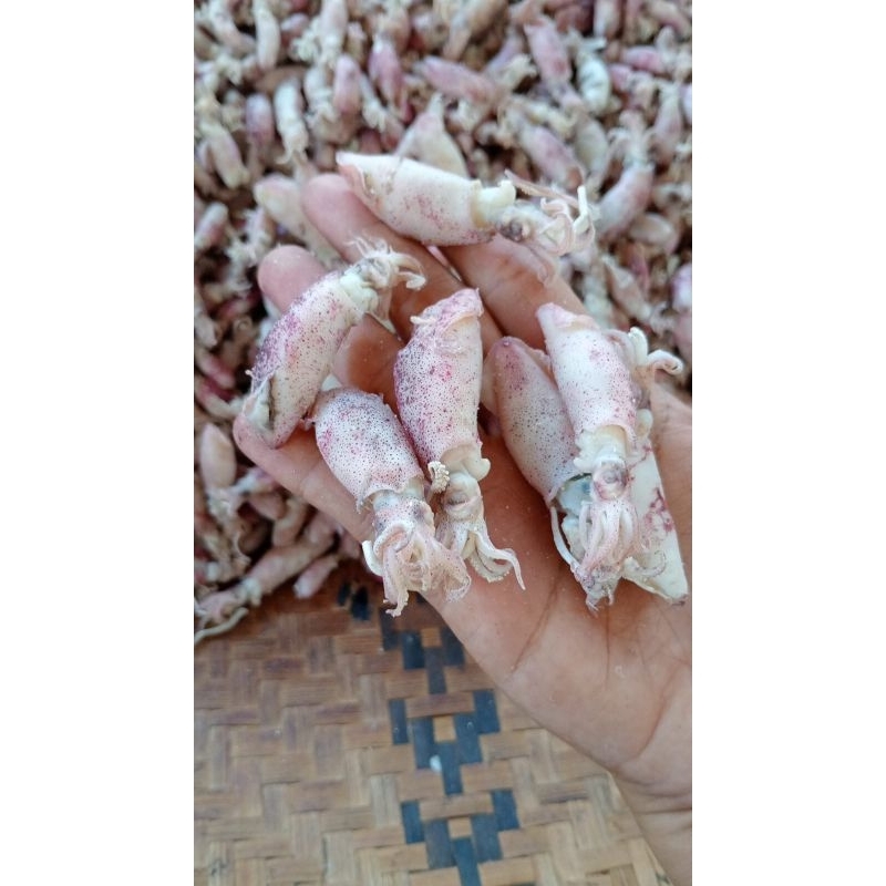 

baby cumi kering rebusan darat ukuran 4cm-7cm 500gr