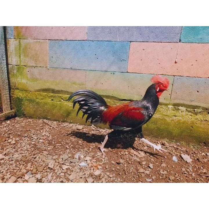 TELUR AYAM HIAS HUTAN BEKISAR UNTUK DI TETASKAN