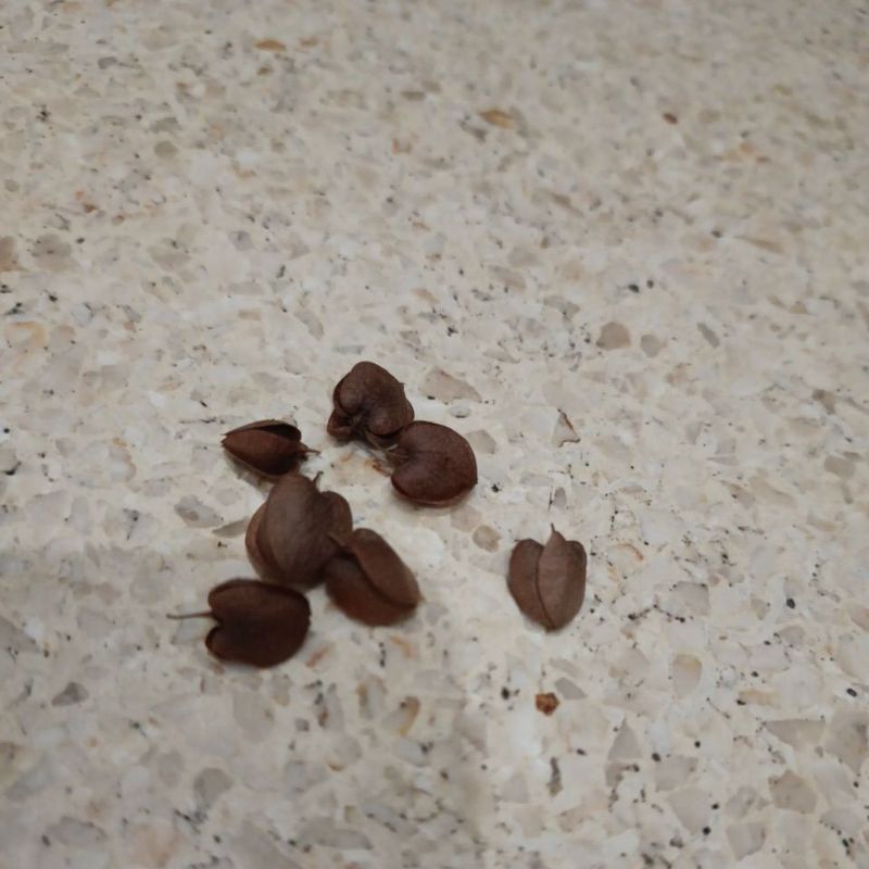 benih bunga air mata pengantin